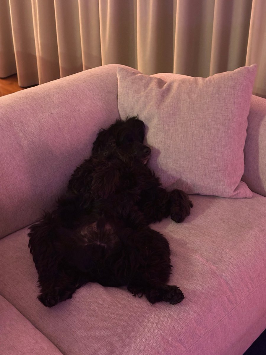 Ashley6di's tweet photo. Who can help my dog with her food 🫩 https://t.co/PWisHKbtS9