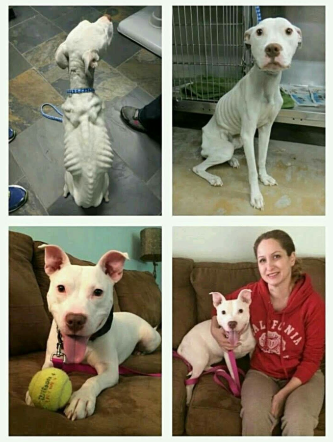 TweeetsOfDogs's tweet photo. This Is What Love Can Do. 🐶❤️👏👍 https://t.co/oi7iF6YA8A