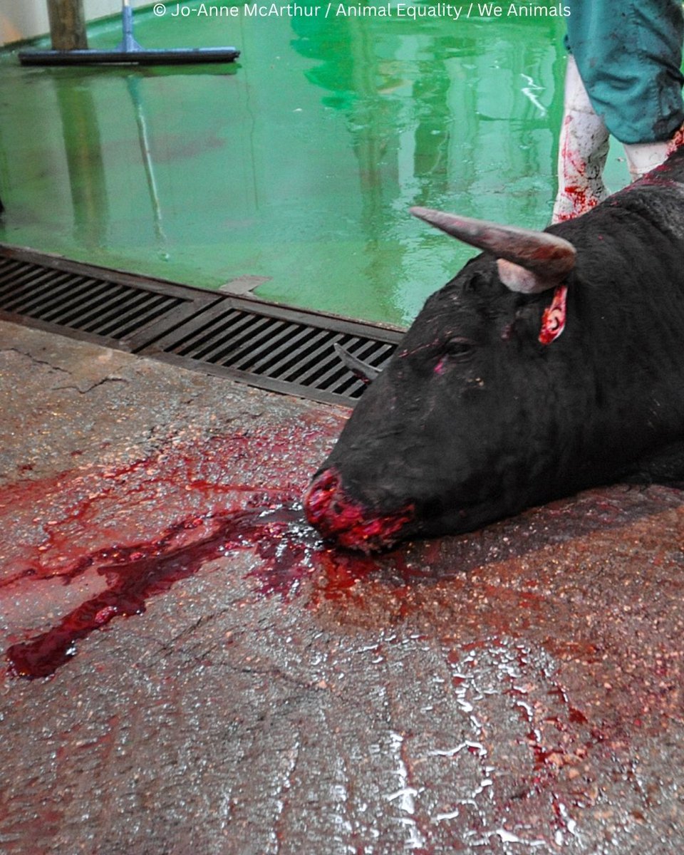 PETAUK's tweet photo. A bull’s life shouldn’t end in a blood-soaked arena. 
REPOST to help end bullfighting. https://t.co/8Ame52bTib