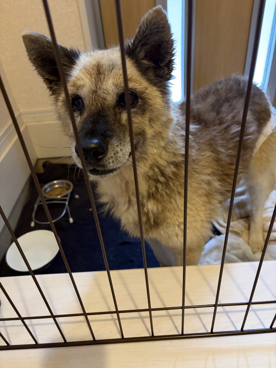 saikinosyugosya's tweet photo. ＃立川市西砂町
#迷い犬

昨日の夜に路上を徘徊している柴犬？を発見。保護しました。赤い首輪をしてとから飼い主さんはいたんだろうが、長期間彷徨ってたのか毛はゴワゴワ、目も少ししか見えてないみたい。
飼い主さん知ってる方いませんか？
見つけたのも何かの縁。なんとかしてやりたい。 https://t.co/8YyFwA32Yq