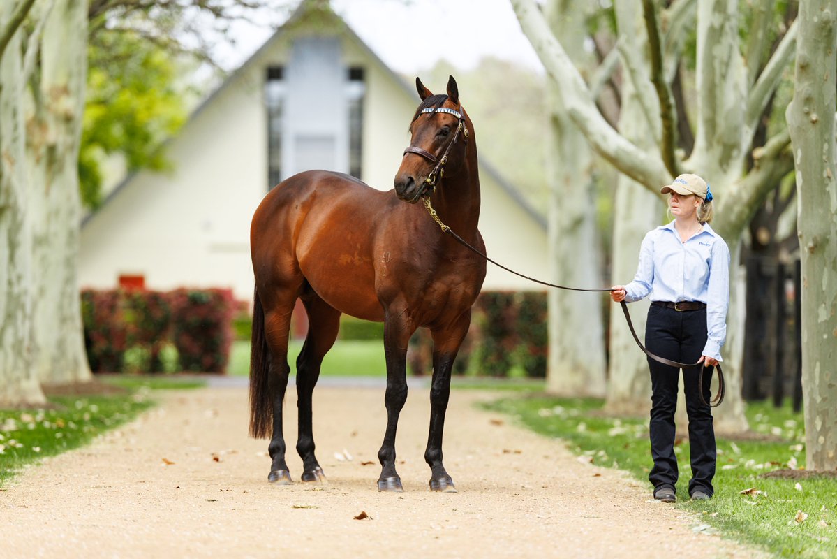 DarleyAus's tweet photo. 🎯 #TrafficWarden (Street Boss). A Group winner at two and three, twice a G1 runner-up by the barest of margins.

The son of #StreetBoss now has his first foals on the ground. https://t.co/uCi30VWId8