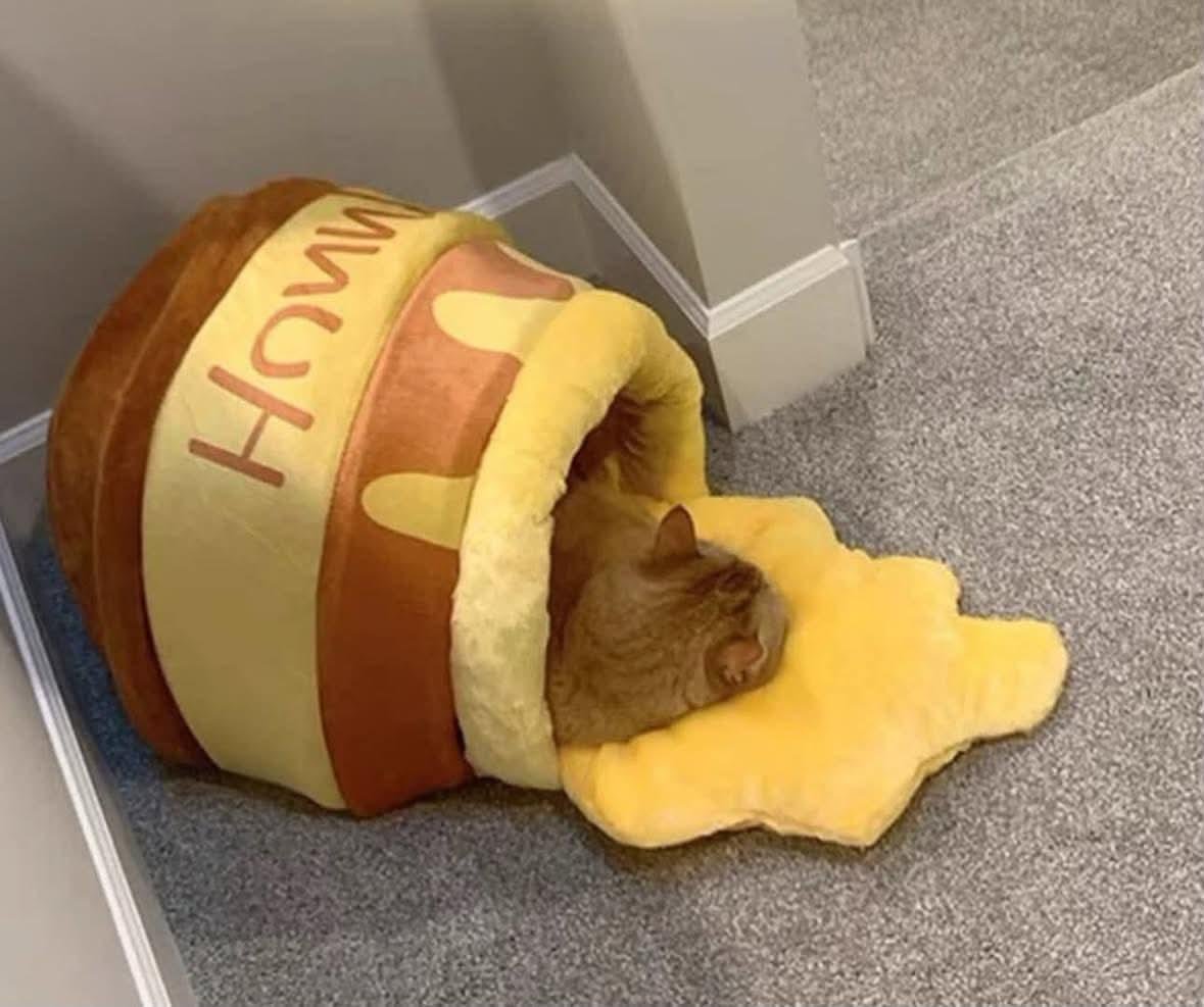 lwtkissco's tweet photo. comprei esse potinho novo pro meu gatinho e ele simplesmente AMOU,  agora vive deitadinho aí dentro. sério, ficou a coisa mais linda do mundo https://t.co/p5EtjMBOjy