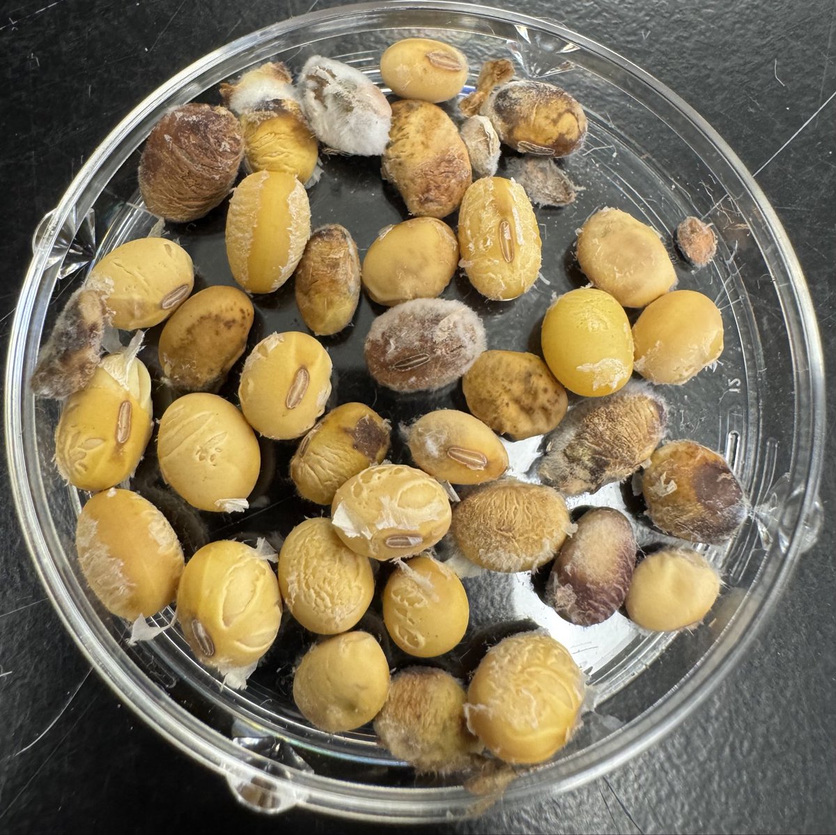 BisonBeanDoc's tweet photo. While not widespread, some fields that have been sitting at full maturity with recent rains are starting to show seed decay. Especially important for any soybeans being harvested for seed production as germination quality can be an issue. https://t.co/G0sONxZIkI