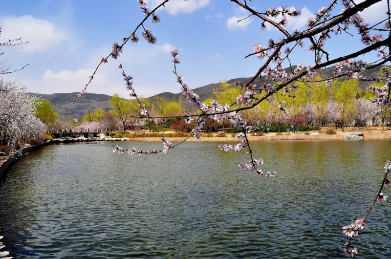 NicholasCojmvv's tweet photo. [Just had a 10-minute walk under cherry blossoms while the sun filtered through petals. My chest feels so light—like all the tiny daily worries just drifted away. ] https://t.co/ZxAXr7jM9X