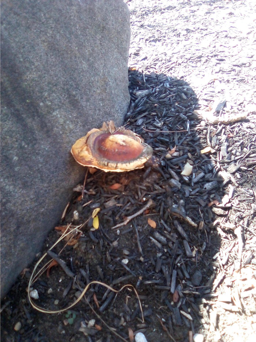 RealCountryJeff's tweet photo. Hey @ShroomRadio @SaraElyse128 @webn Is This Safe To Eat. I'm Out In The Wilderness. It's Some Type Of Mushroom https://t.co/EGzpIlSCZT