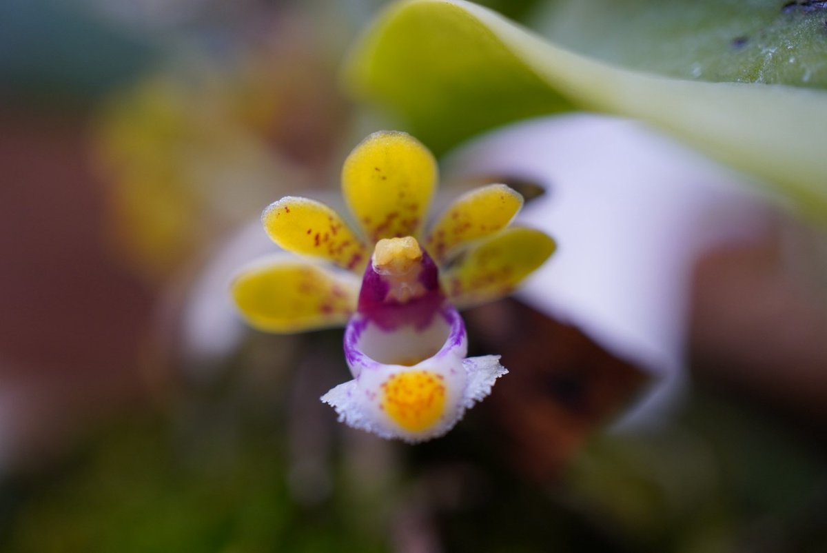 aaorange's tweet photo. Gastrochilus suavis
湿度が高い方がいいし、できれば木に付けた方がいいかも新米 https://t.co/gee8BLzAJK
