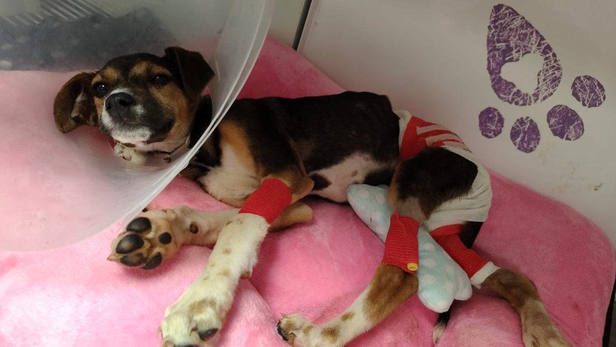 RefugiOceaniCAN's tweet photo. Hola, soy Chibi 🐾

¿Me ayudas con patitas de ayuda? 👉👈

Tengo muchas ganas de vivir, de amar y de correr mucho, mucho.

Por eso he sido muy buena perrita. Soy muy valiente. Me aguanto todas mis curaciones y hasta los piquetes en mis pompis sin llorar, aunque a veces sí me duelen mucho.

Mi humana dice que mis gastos son muchos y yo no quiero que se preocupe. Solo quiero curarme.

Si me mandas patitas de ayuda de $20 pesitos, entre muchos sí podemos juntar para mi tratamiento.

$20 es una patita de ayuda para mí.❤️‍🩹

Por favor, envíen patitas de ayuda. Mil gracias, les mando muchos lengüetazos.🙏🏼🙏🏼🙏🏼

Con amor,
Chibi 💜🐶🐾

Cuenta para mis patitas:
Azteca clabe: 127180013445630838 
Banorte clabe: 072180013252156100
BBVA clabe: 012180029738436107
a nombre de Areli
https://t.co/1pRdLdaRx7: https://t.co/KLgJGX5F28

Concepto: Donación Chibi

#PatitasParaChibi #AyudaParaChibi