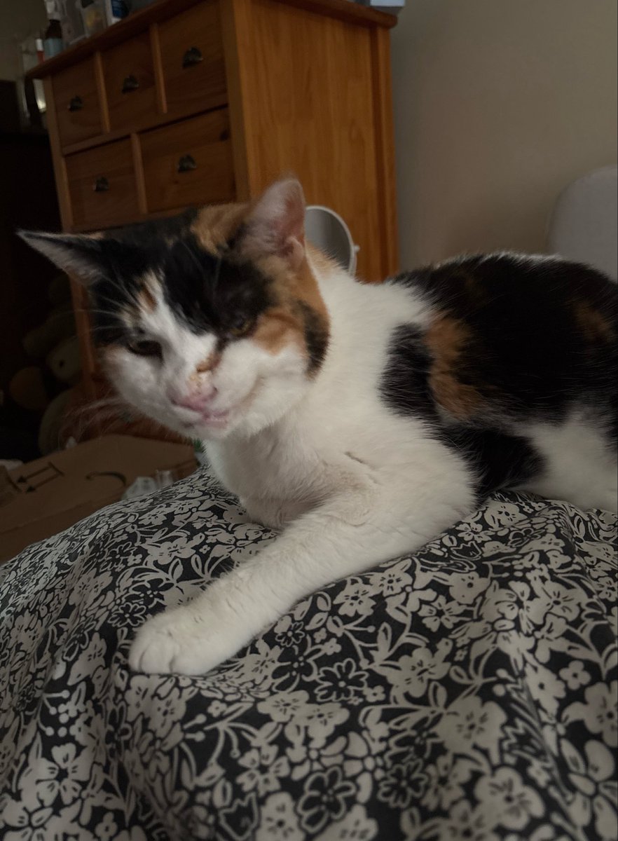 somniacoreVT's tweet photo. maya is going to the vets again tomorrow and sadly whatever the outcome, we still have a massive bill to pay 😔

any help is so much appreciated! 🫶🏻

❤️&amp;🔁 are wonderful also https://t.co/OrxFGBWVuH