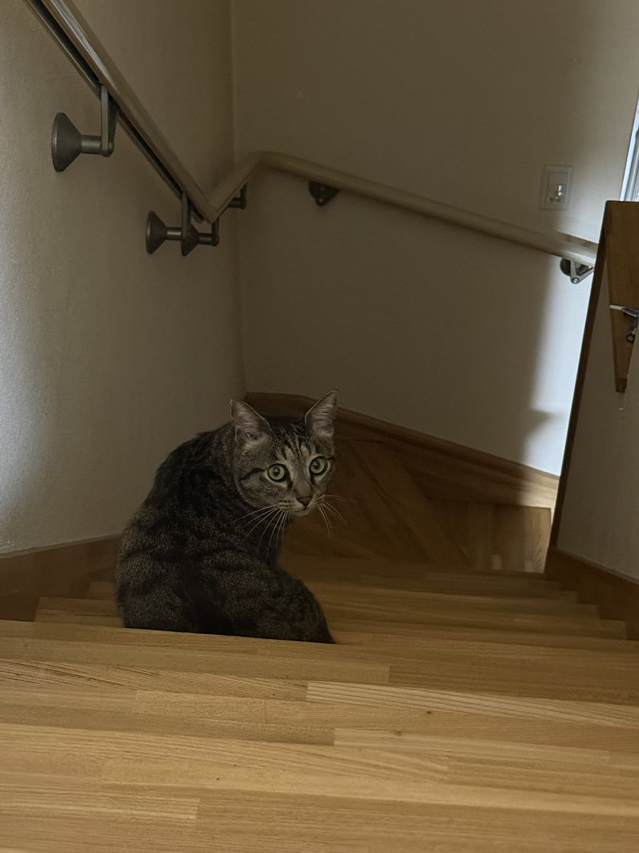 ASKICHITonden's tweet photo. どんちゃんが足元にいるのを
気づかず、踏んでしまい
ぎゃーって鳴かれて怒られました。
必死でごめんね、ごめんねって
謝ったら、腕を甘噛みされました。

なんてやつだ！
涙が出るほどかわいい https://t.co/4FCM1tAyH4