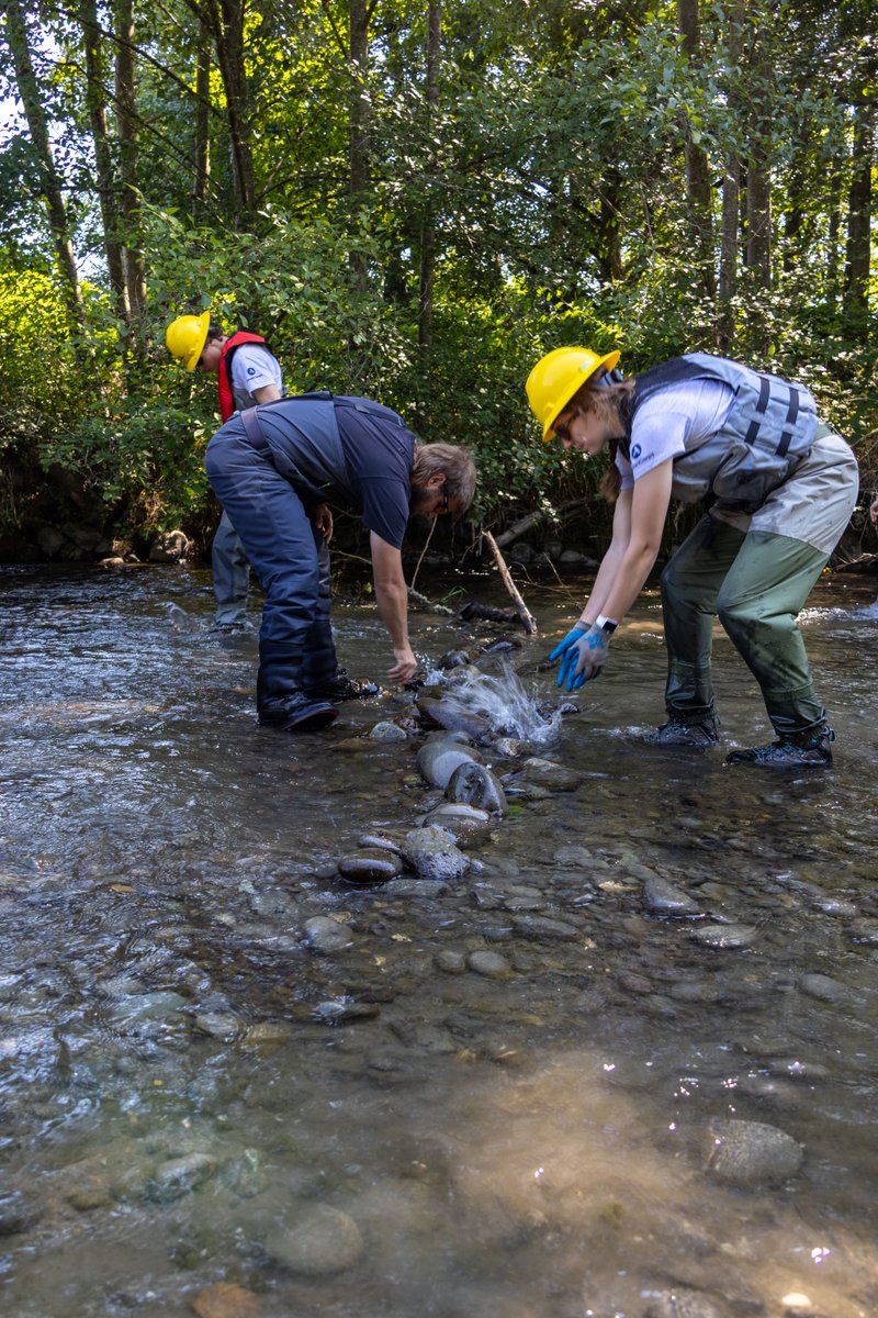 nwtreatytribes's tweet photo. Salmon swimming upstream in the Dungeness River this summer and fall were able to get through normally troublesome areas with help of the Jamestown S'Klallam Tribe and partners improving the habitat. 

https://t.co/nO9OFblnN7 https://t.co/PNAMIABnVb