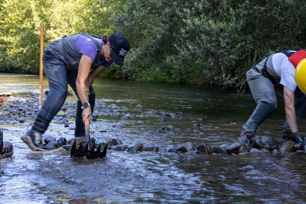 nwtreatytribes's tweet photo. Salmon swimming upstream in the Dungeness River this summer and fall were able to get through normally troublesome areas with help of the Jamestown S'Klallam Tribe and partners improving the habitat. 

https://t.co/nO9OFblnN7 https://t.co/PNAMIABnVb