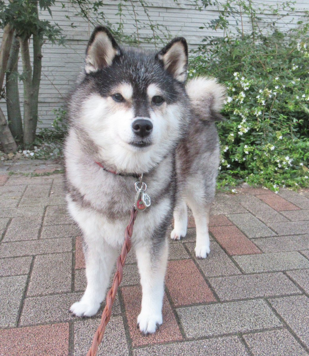 yachiyachi11's tweet photo. #柴犬 #黒柴 https://t.co/6r4VLl1MT2