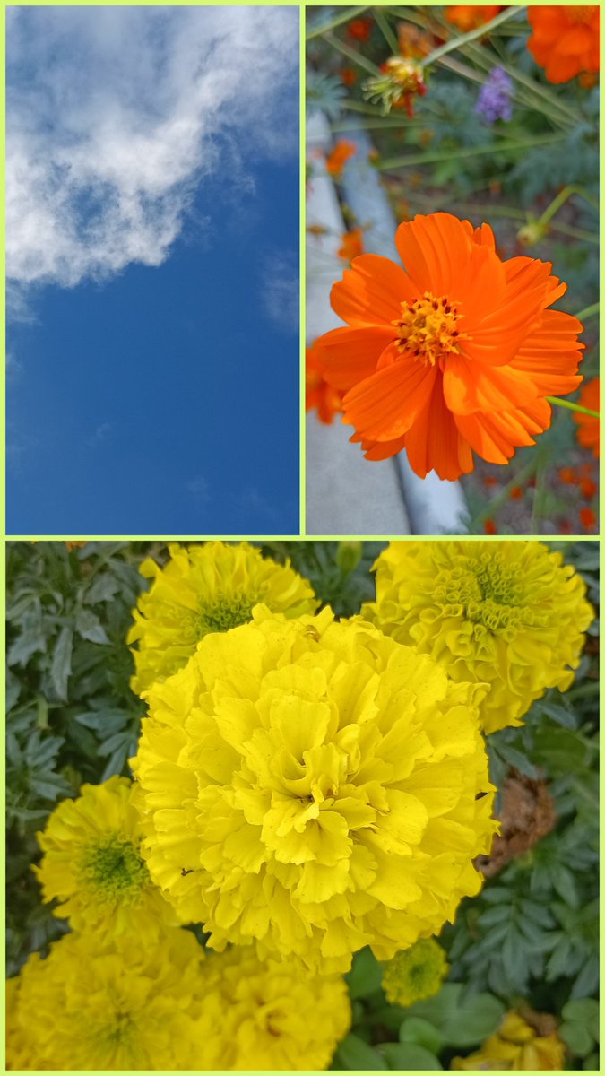 SnowChild423424's tweet photo. #イマソラ　#sky  #花
#アフリカンマリーゴールド https://t.co/Col1eZlGIK