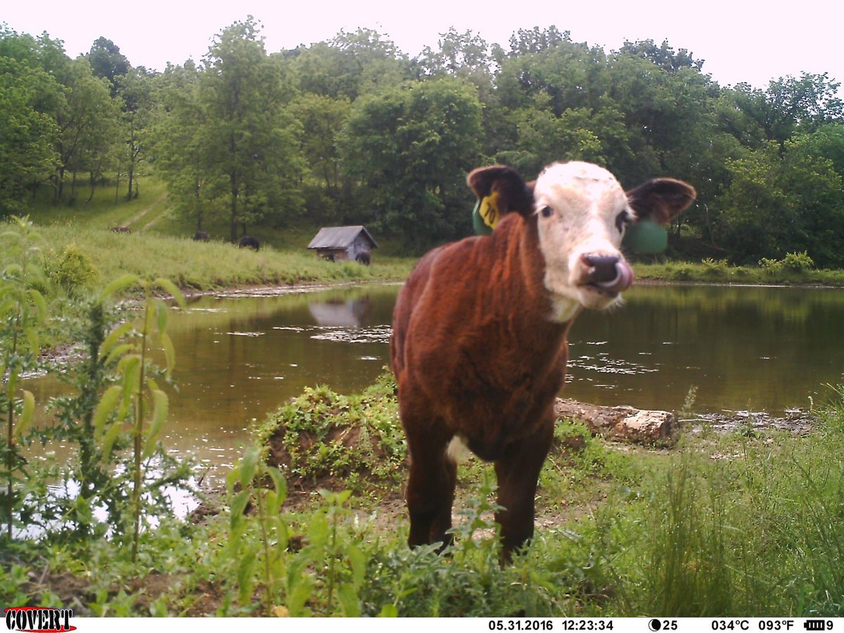 Trail_Cams's tweet photo. https://t.co/BTqHnf8xDB