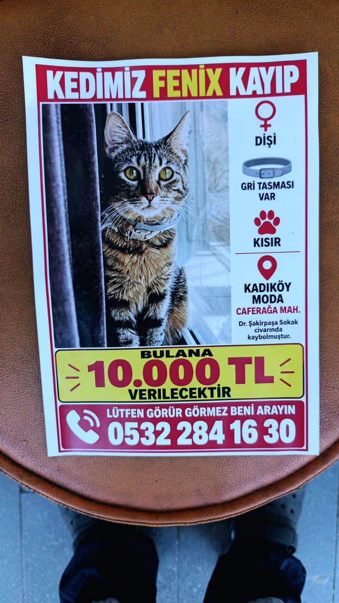 gokteke_elif's tweet photo. #kayıpkedi
Kadıköy, Caferağa mah. Şakirpaşa sok. https://t.co/vPfrANPRh8
