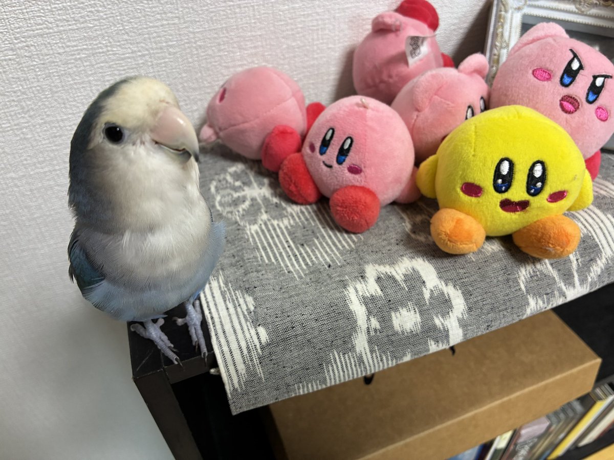 chutaku's tweet photo. オレの居場所がねぇぞ！😳 https://t.co/i0XZmpyI9w