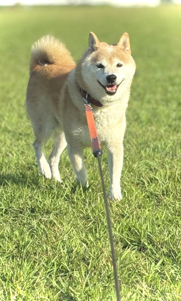 inu_10kg's tweet photo. おはようさん
久しぶりに妹と散歩する犬みて今日も一日なんとか https://t.co/7VlmmPJ11r