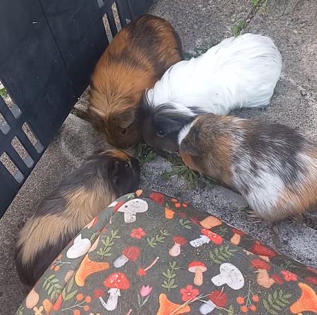LiklFluffDragon's tweet photo. Busy as beavers
https://t.co/6jL8COIM5z https://t.co/TqVajpBD9K