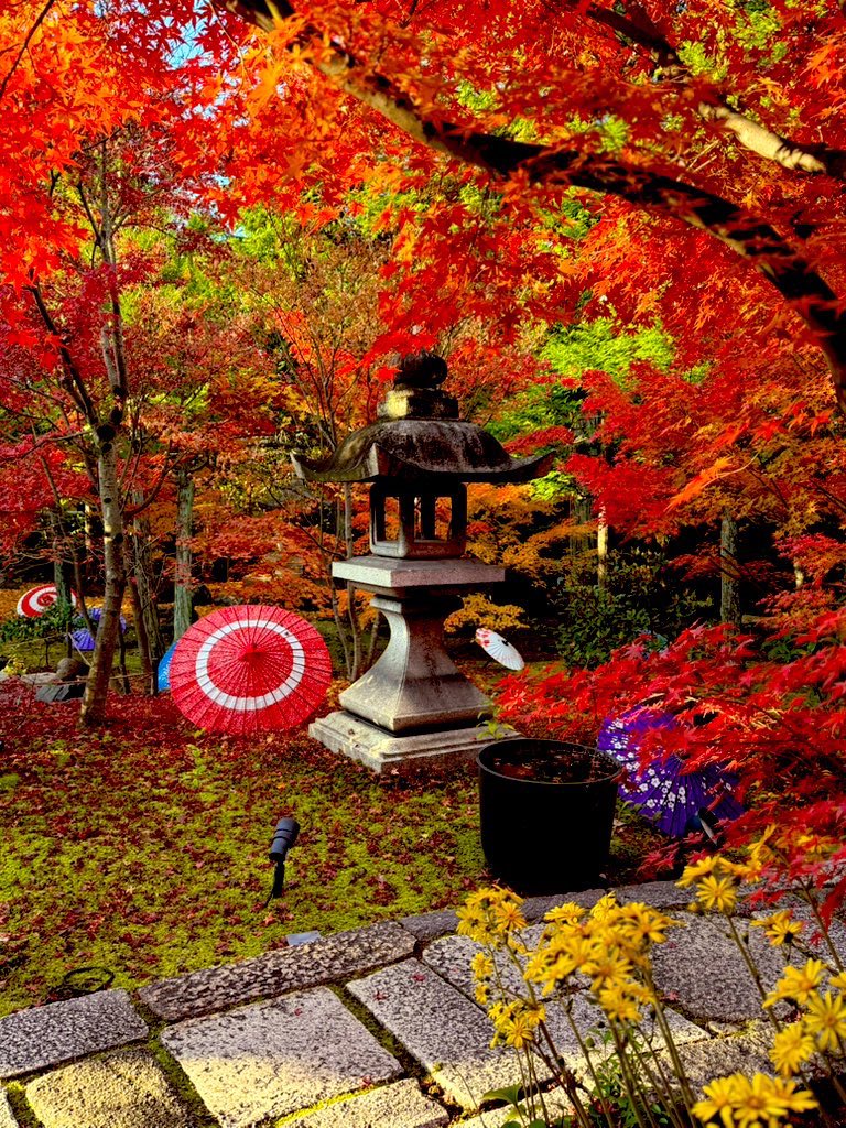 shourin_ji's tweet photo. 2026年度、勝林寺秋の特別拝観のお知らせです。期間中、秘仏毘沙門天御開帳、限定御朱印、和傘や花手水など今年も盛り沢山となっております。皆様の御参拝お待ちしております。
※期間:11月14日（土）〜12月6日（日）迄
※時間:10:00〜16:00迄
※毘沙門講は12月6日（日）　11:00〜　
　只今、お膳のご予約受付中。

#勝林寺
#東福寺
#京都紅葉
#和傘
#花手水
#kyoto