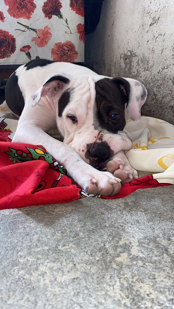 lyssitta's tweet photo. #ServicioSocial
SE BUSCA 🚨🚨

Se llama molly no la encuentro por ningún lado si alguien sabe de su paradero por favor avisar al número 71191691

Se extravió en Avenida villa hermosa , cuscatancingo https://t.co/j7rFoTK4At
