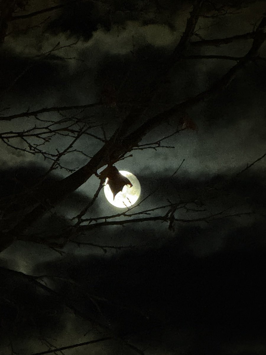 kxkxbinks's tweet photo. Balade nocturne #insomnie https://t.co/O9aDzmRGo9