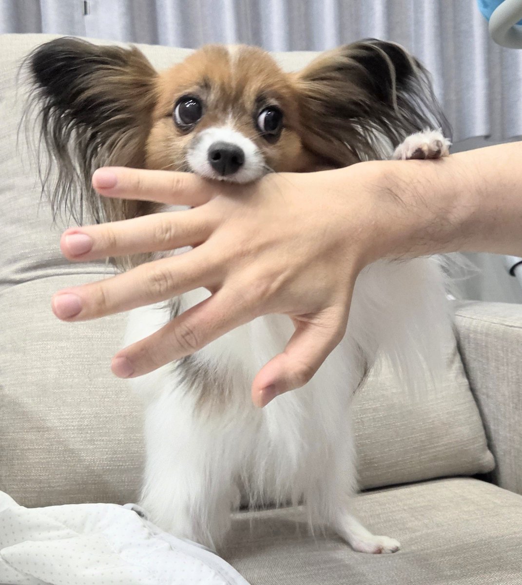 shirogohaaaaaan's tweet photo. 1日1パピヨン https://t.co/H9s1IvipLo