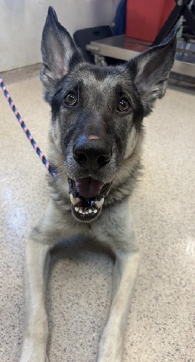 MoishesMom's tweet photo. Riddick • TBK Oct 8️⃣ • NYCACC
Riddick is a 1️⃣0️⃣ year old emaciated stray senior GSD with diarrhea and anal fissures, a painful disease that requires medication that the Manhattan Pound in NYC claims they do not have….He will need veterinary medical attention…he is not absorbing nutrients ☹️
Immediate Medical 🏥 🚑 Rescue 🛟
🚨Pledges needed to attract the high cost of Riddick’s condition 🚨
Riddick’s Bio ℹ 🔗 👇🏻
https://t.co/EdDDQXm7EL
All that is going on and he’s still smiling…. How I hate the human who let him go on for so long in this condition….