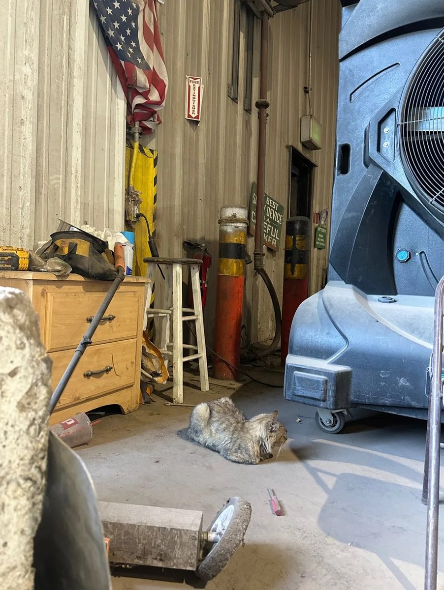 elijahmm_1's tweet photo. Finally got the fan running again, and the cat immediately claimed the best spot in front of it https://t.co/Kj2VuofjcI