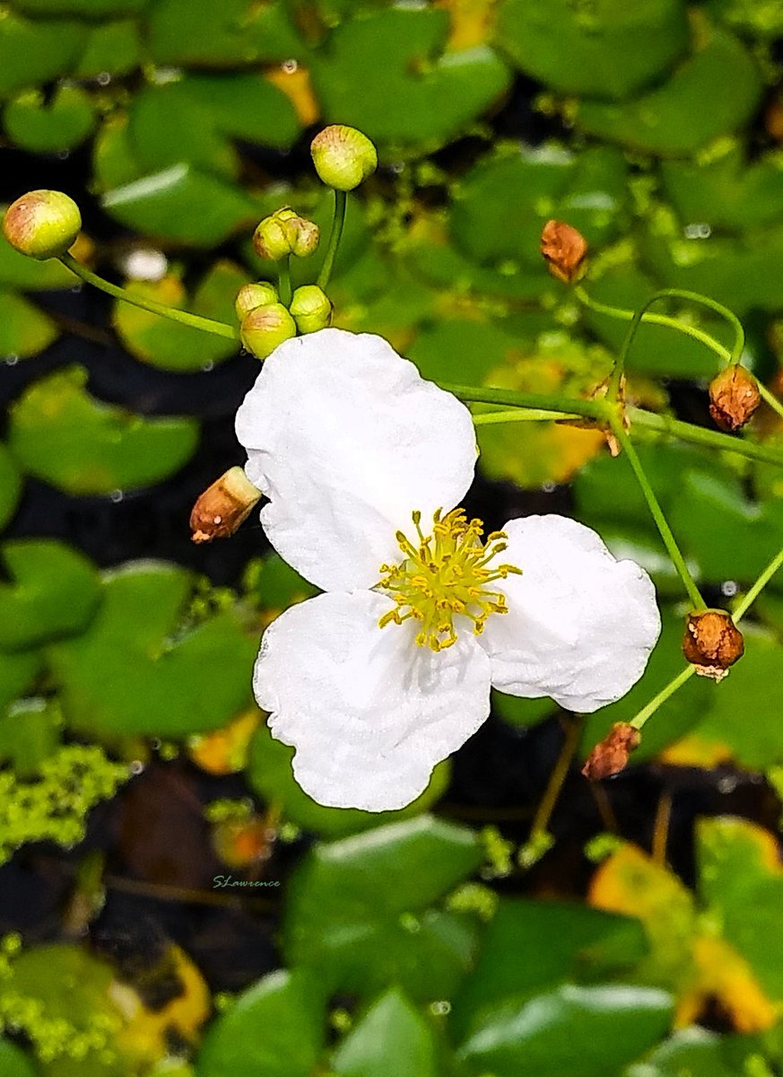 RocDrAdventures's tweet photo. Good morning everyone. Wake up with purpose, focus on what you can control & let go of the rest. Have a fabulous flowery Friday! #photo #photography #photooftheday #NaturePhotography #nature #flowerphotography #floral #Flowers #BloomScrolling #FlowerFriday #FlowersOnFriday https://t.co/uYYuHrXoFv