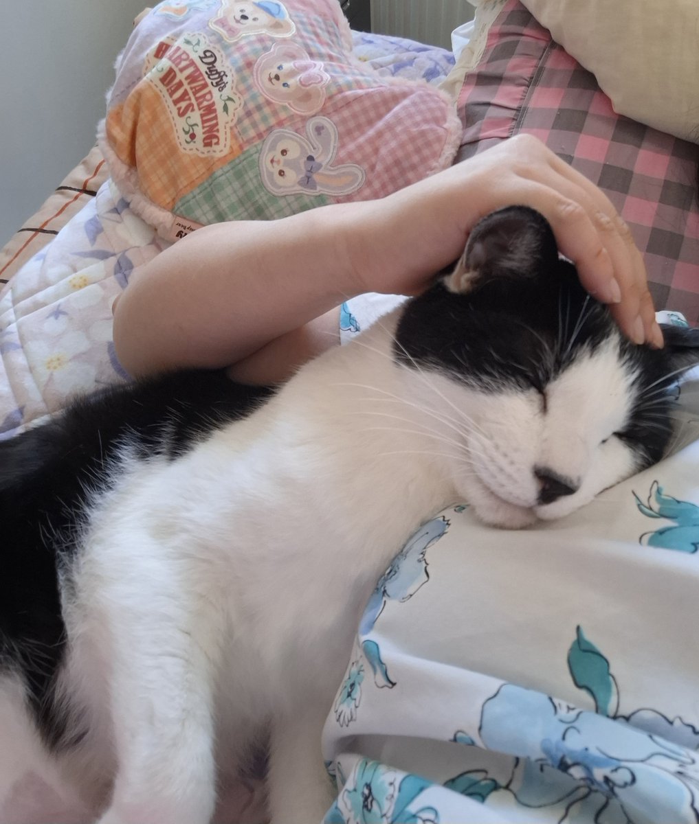 geratoni0718's tweet photo. ミィちゃん、そろそろ起きなさい。
#猫のいる暮らし https://t.co/rsas11apBp