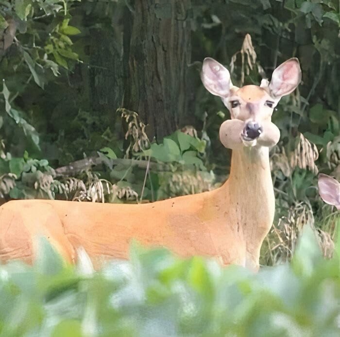 ALTRUISTDEER's tweet photo. [ having dinner. ] https://t.co/fbqcrDquqd