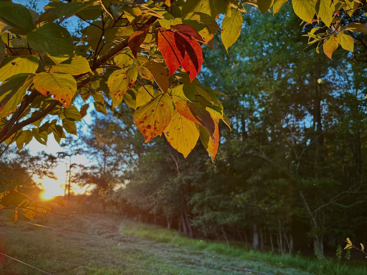 LouisaReid27382's tweet photo. #Sunset setting the autumn leaves ablaze in a conflagration of colors.๐๐๐พ
#5amwritersclub
#FallColors
#NatureArt
#Photography https://t.co/81khMcMnad