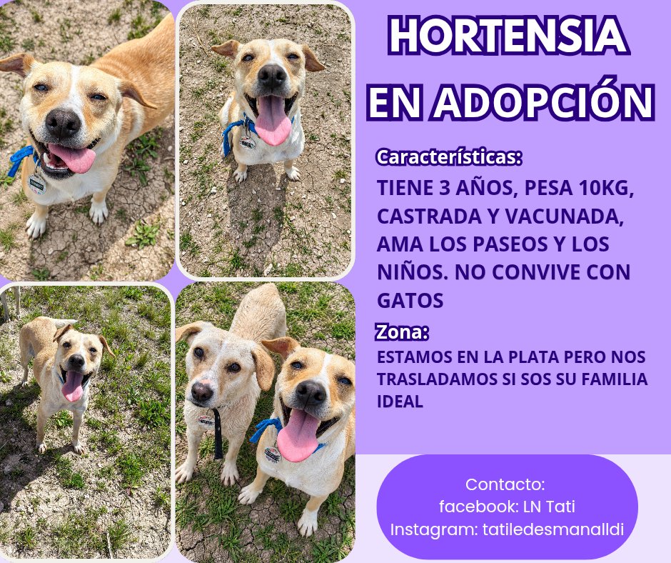 ln_tati's tweet photo. Me ayudan a difundir x favor? En sus estados de WhatsApp, en historias de ig, dando rt. Por fa, tengo 25 animales a cargo, es muchísimo y necesito que salgan adopciones lindas para poder seguir ayudando https://t.co/819BiIkEAE