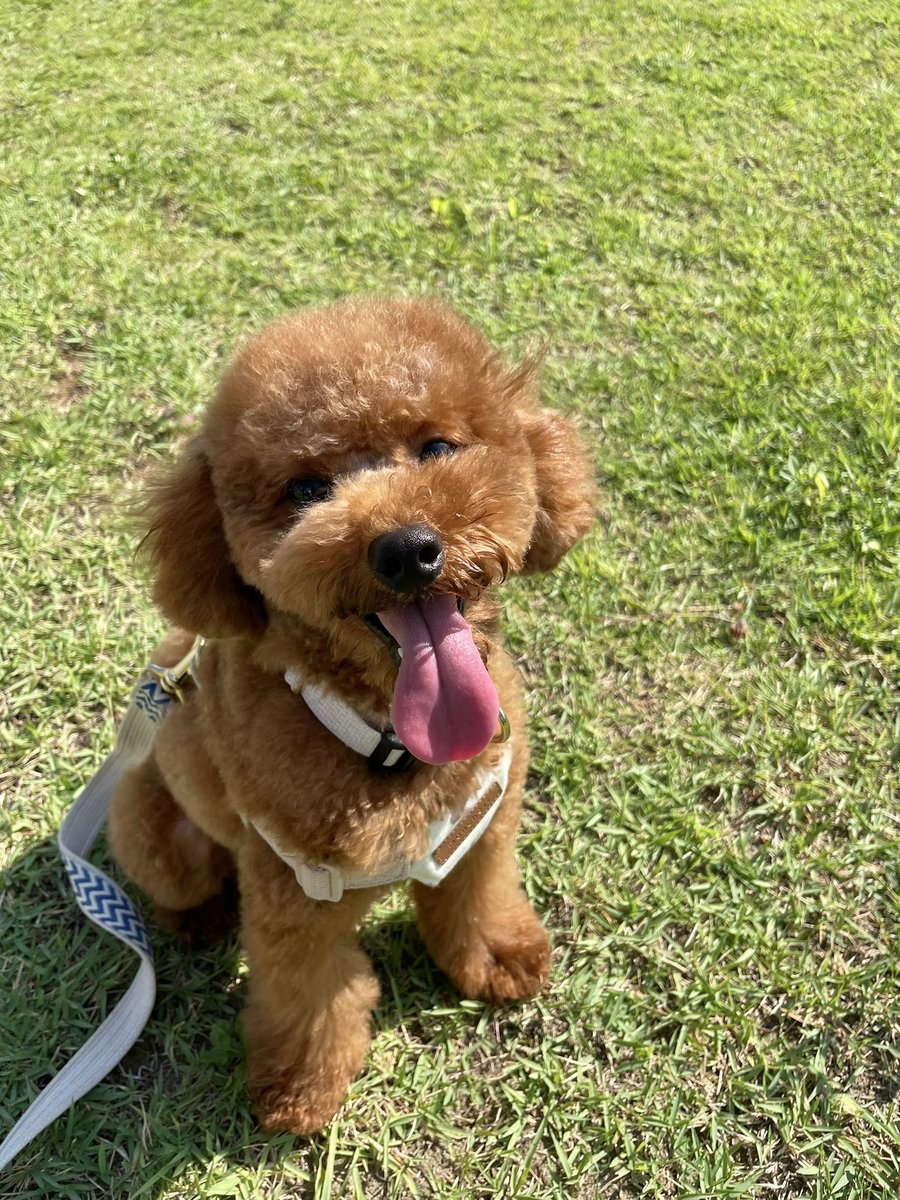 MionanoiM's tweet photo. おはよう☀️

#toypoodle #トイプードル #犬のいる暮らし https://t.co/8DvDx092YF