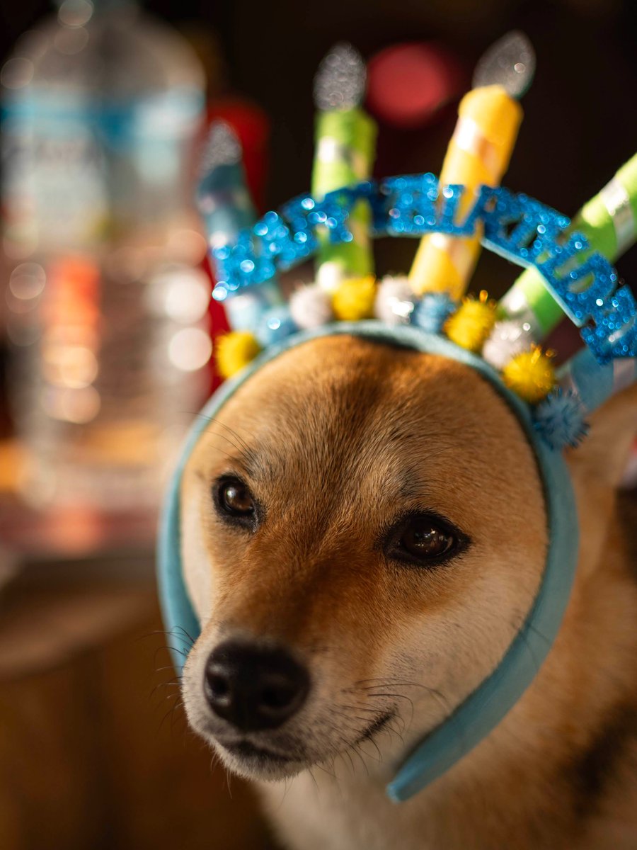 Sanchankantaro's tweet photo. San is 2 years old! 🥳 https://t.co/YadBZHYW74