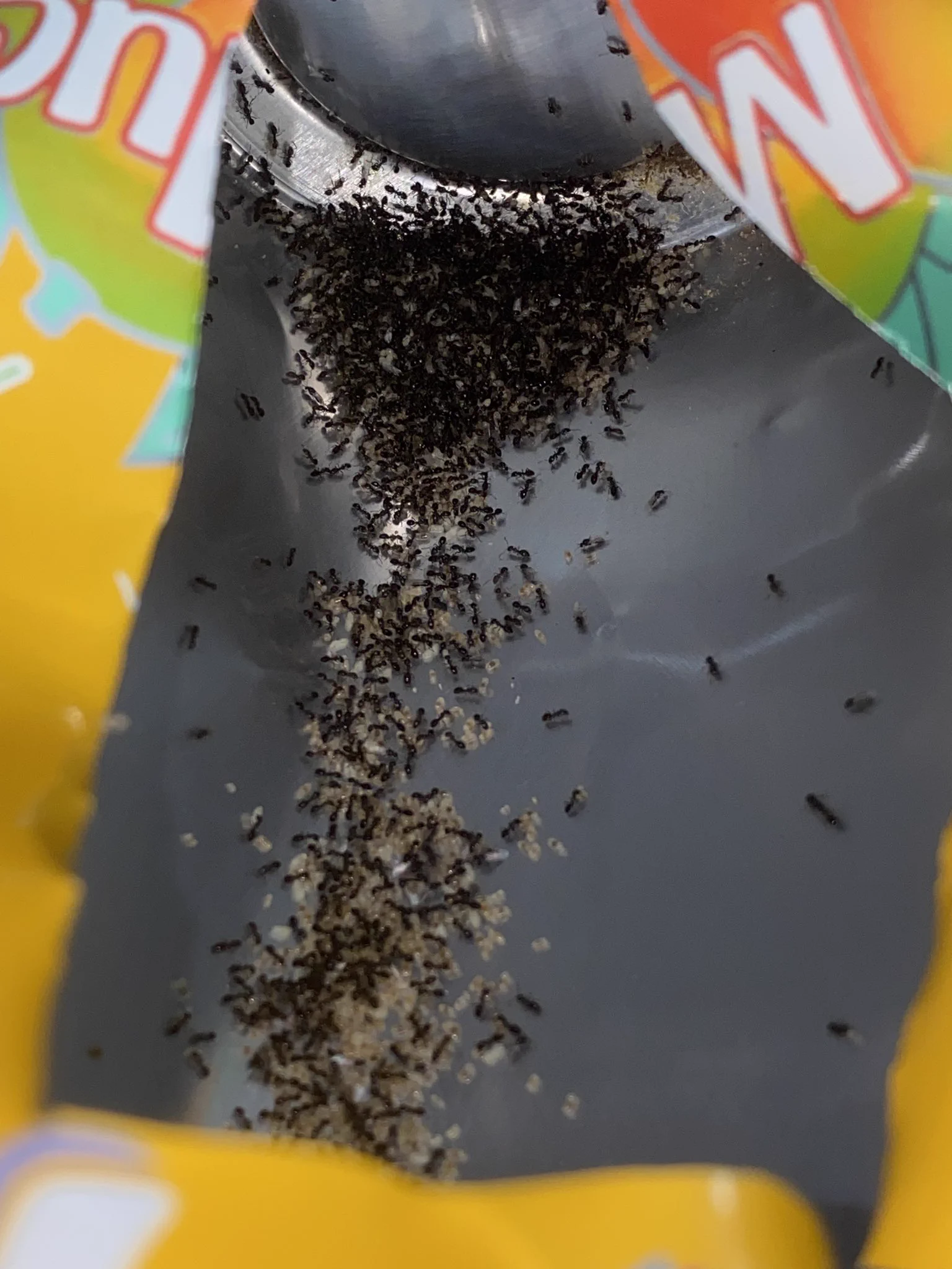 turns out an entire ant colony had made a nest in one of my arizona ...