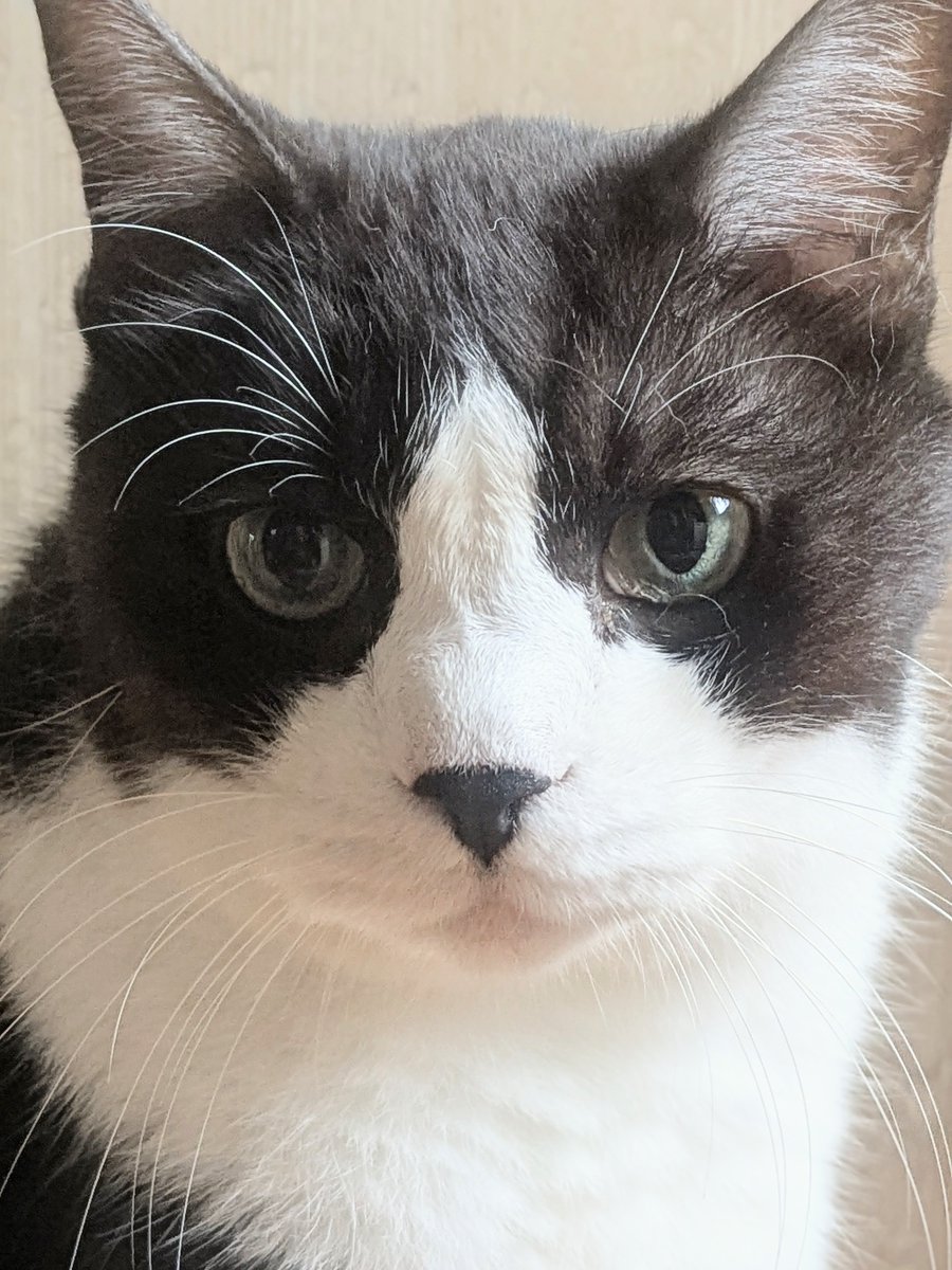 umiZme's tweet photo. おはちわれ〜！
今日は起きてました🐱 https://t.co/khfNWEwL3a