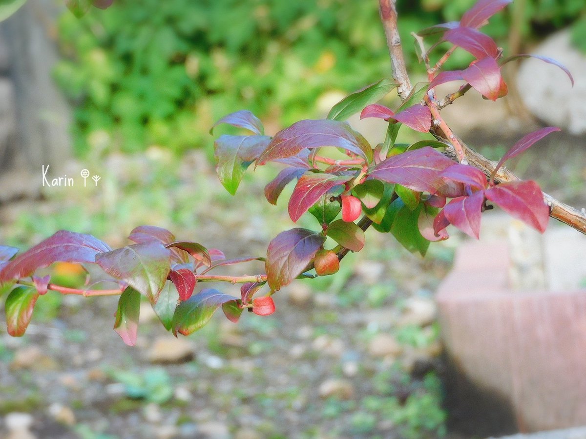 karinOxO's tweet photo. おはようございます
すっかり秋🍁 
雪虫もちらほら💦
そろそろ冬支度…嫌だなぁ😞
 #空がある風景  #花写真
 #秋  #ｷﾘﾄﾘｾｶｲ https://t.co/yO2xIbLY4s