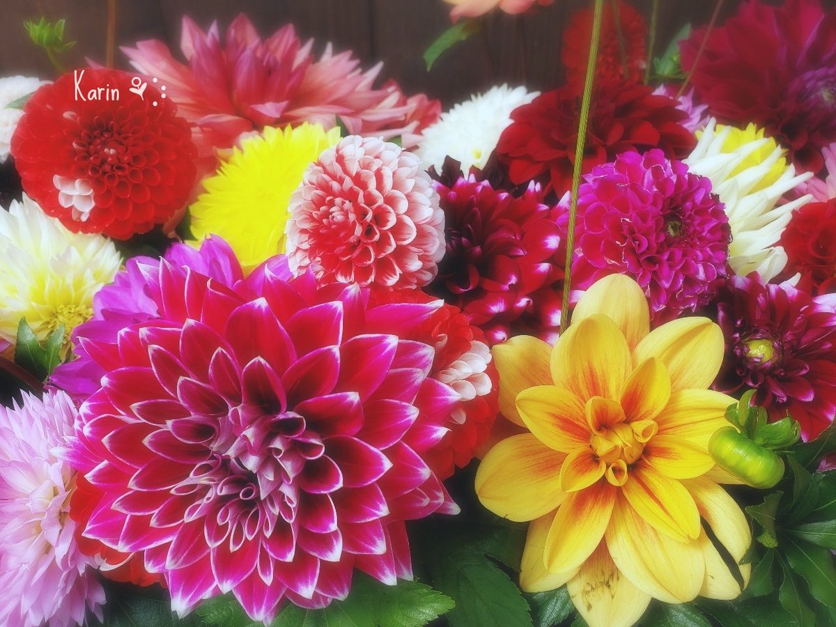 karinOxO's tweet photo. おはようございます
すっかり秋🍁 
雪虫もちらほら💦
そろそろ冬支度…嫌だなぁ😞
 #空がある風景  #花写真
 #秋  #ｷﾘﾄﾘｾｶｲ https://t.co/yO2xIbLY4s
