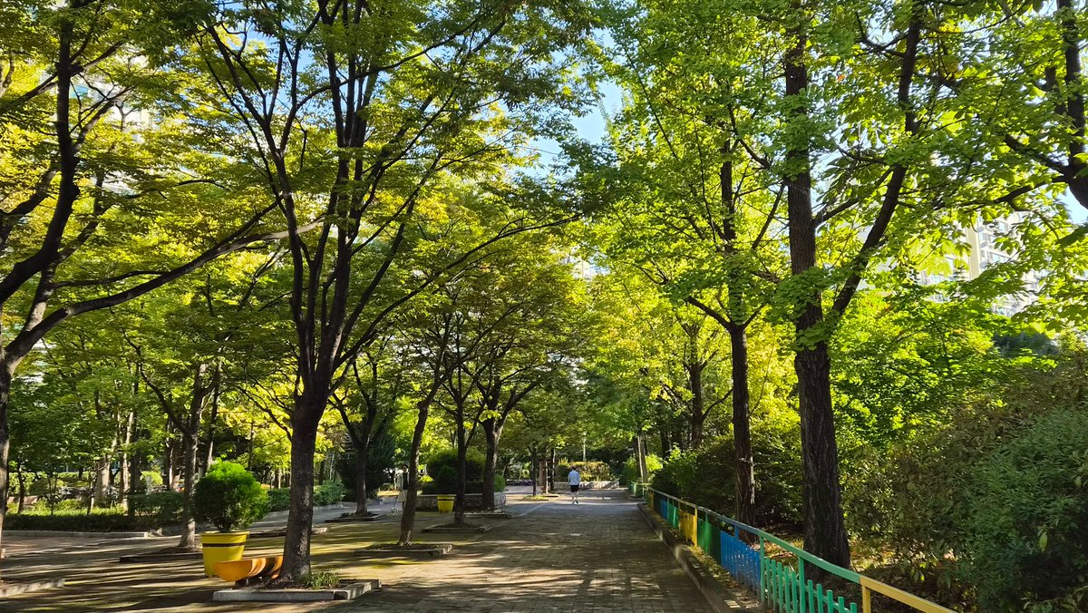 jadestory's tweet photo. 아파트 마당을 걷뛰했는데, 오늘은 사진 찍느라 집중하지 못했다. 내년에 집으로 들어갈 거라, 이제 몇 개월 남지 않은 이 동네 생활. 이사 가면 이 나무들을 가장 그리워할 것이 분명해. https://t.co/fPmLOu3klq