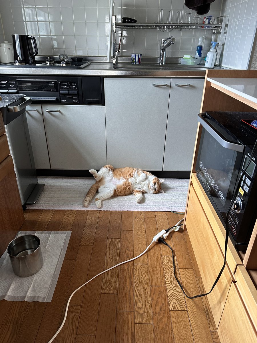 meka33a's tweet photo. なう https://t.co/0EnepMkK5n