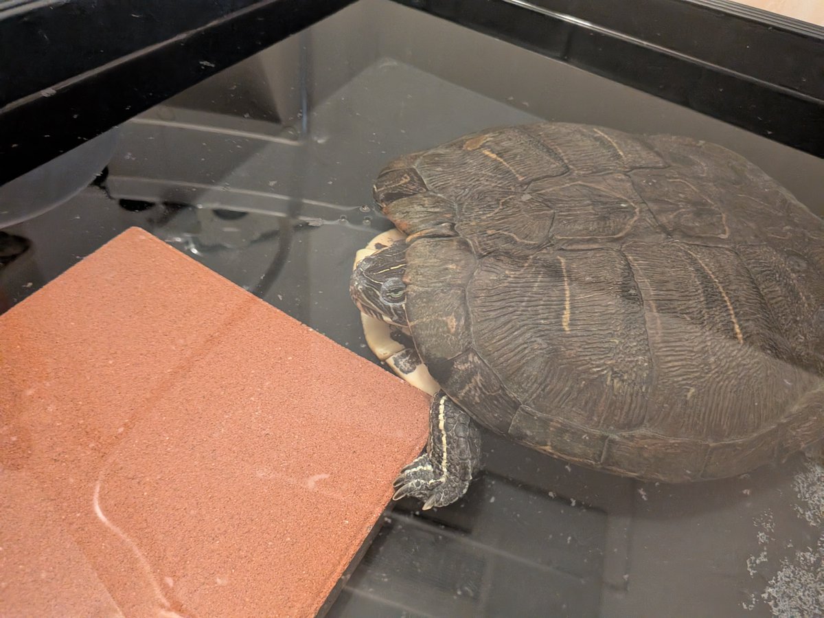 solright6969's tweet photo. ガメラ🐢 https://t.co/GyRDLpdEZp
