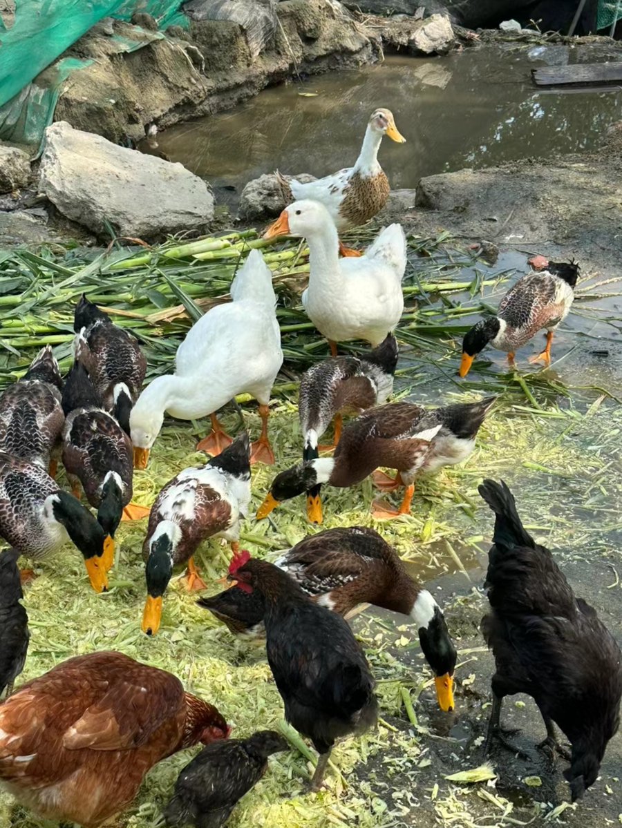 IvyCarrproq's tweet photo. [Morning crowd ducks quack and waddle under the golden sun, such a warm little scene!]， https://t.co/sI52yqWZP8