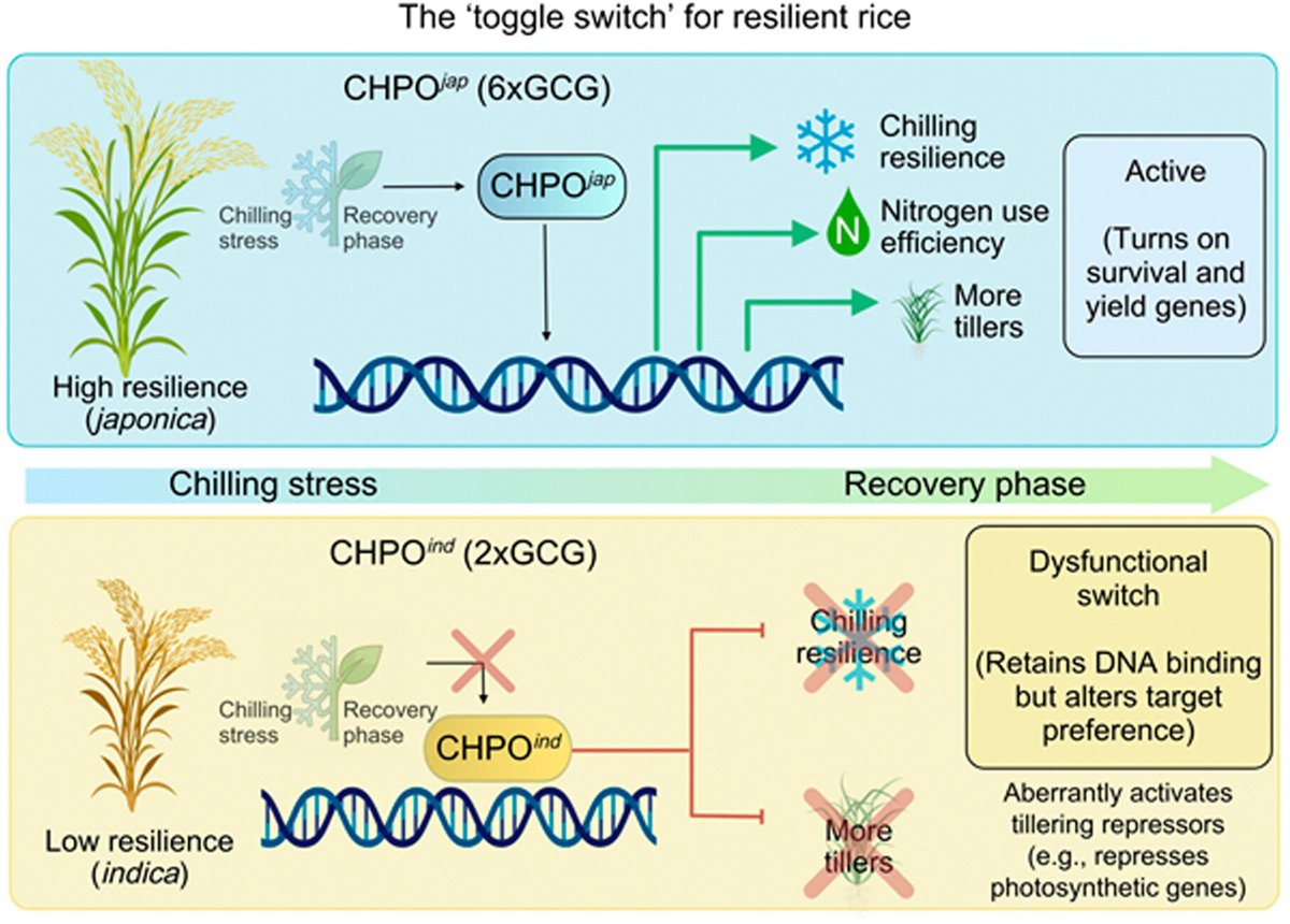 JIPBio's tweet photo. This #JIPB commentary explores new findings that CHILLING PHOENIX acts as a transcriptional hub rewiring #rice metabolism from cold defense to nitrogen-driven regrowth, potentially uncoupling #stress survival from yield penalty. https://t.co/xf9onwBUO6 @WileyLifeSci #PlantSci https://t.co/u4wiUTQN9L