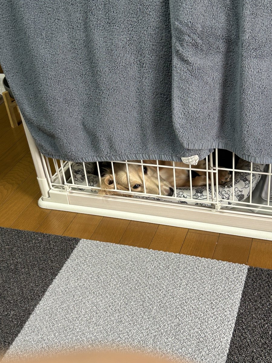 pasta_Lucas's tweet photo. 出せぇ…出せぇ……🐶 https://t.co/P7Ohq4RNGD