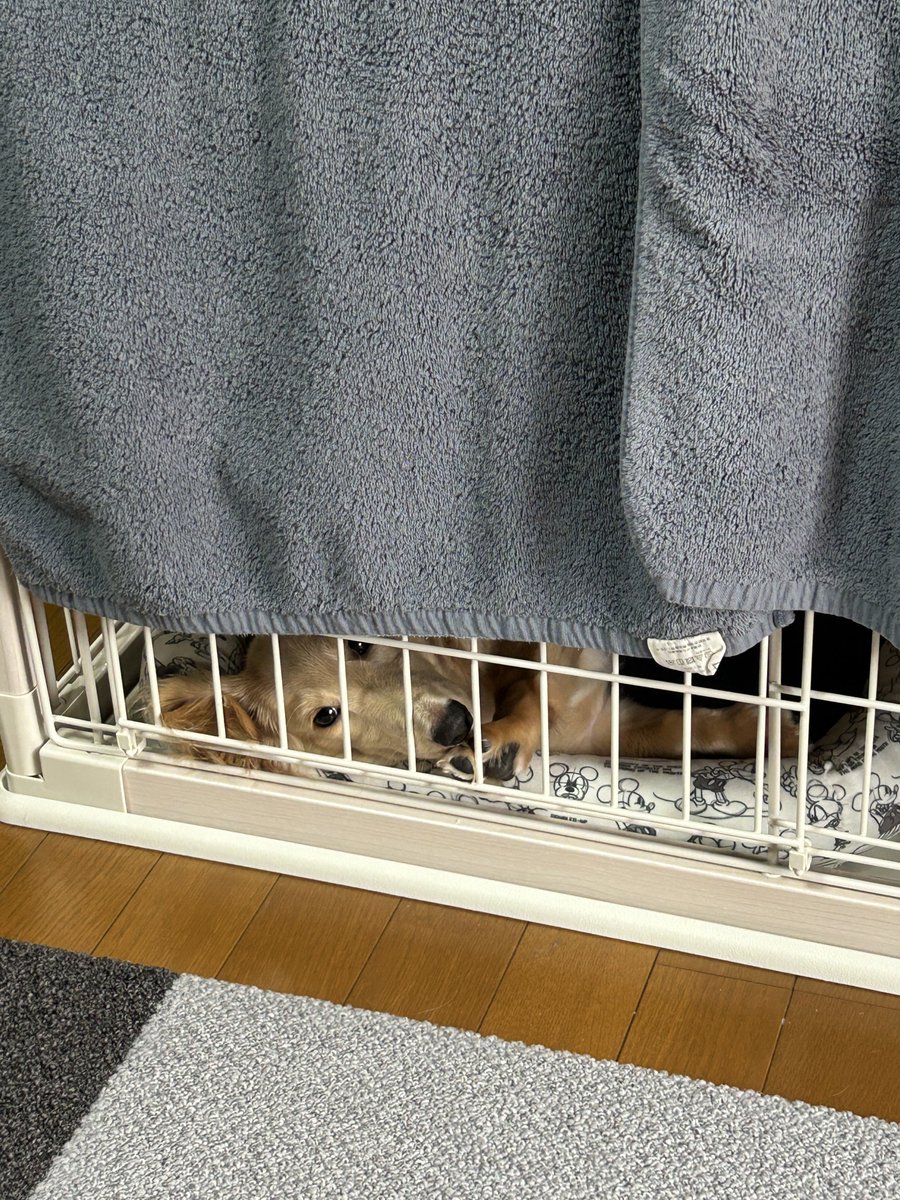 pasta_Lucas's tweet photo. 出せぇ…出せぇ……🐶 https://t.co/P7Ohq4RNGD