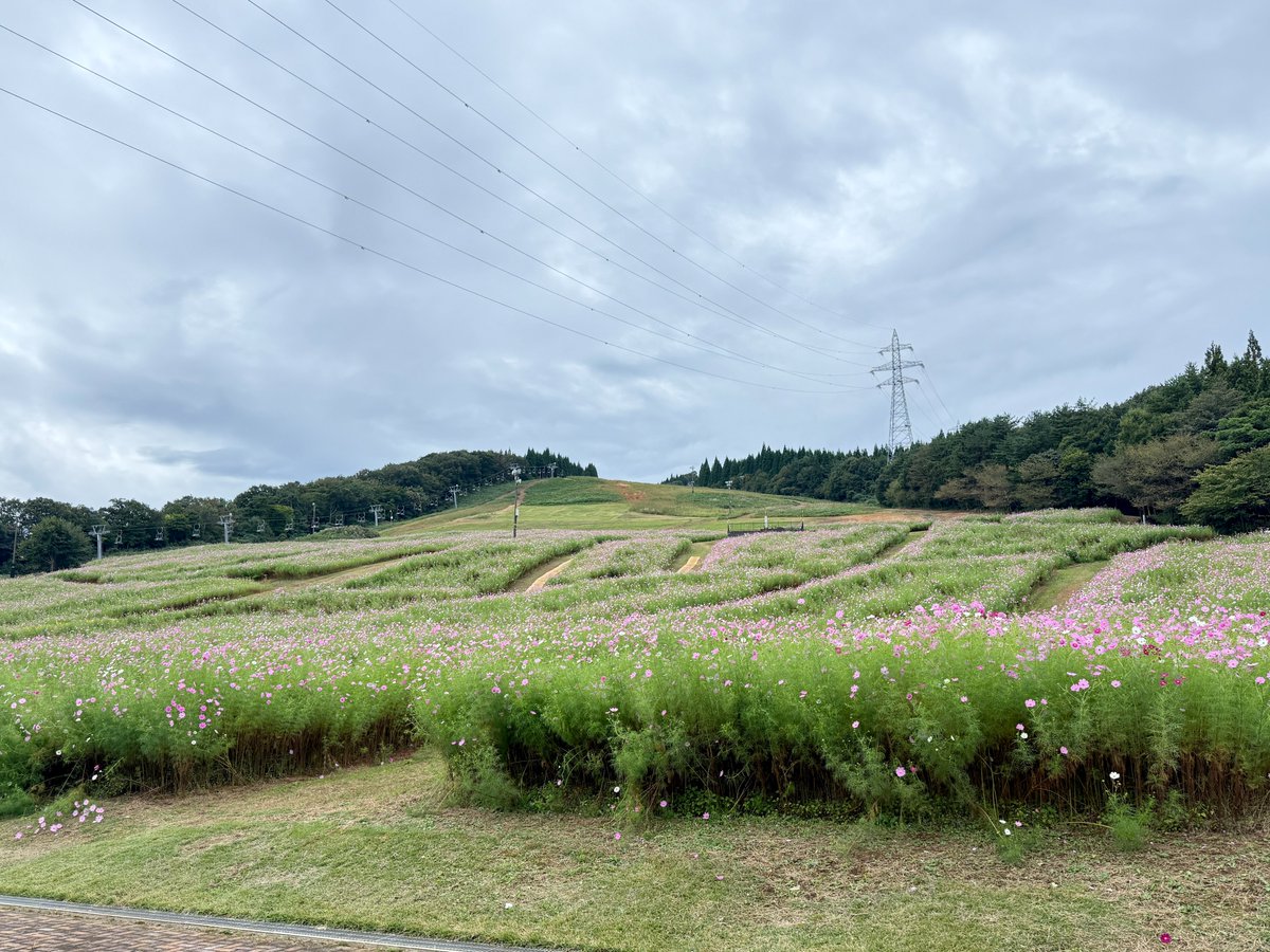 tonami_cosmos's tweet photo. おはようございます！
夢の平コスモス荘です🌈

コスモスの開花状況をお知らせします🌸

2026年10月5日(月) 9:00現在
天候:曇
気温：17.0℃
開花状況：3分咲き

今日は昨日に引き続き肌寒いので暖かい格好でいらしてください🔥
レストランも10:00～営業しています🍙お待ちしております🌸 https://t.co/nY4w6LUZbz