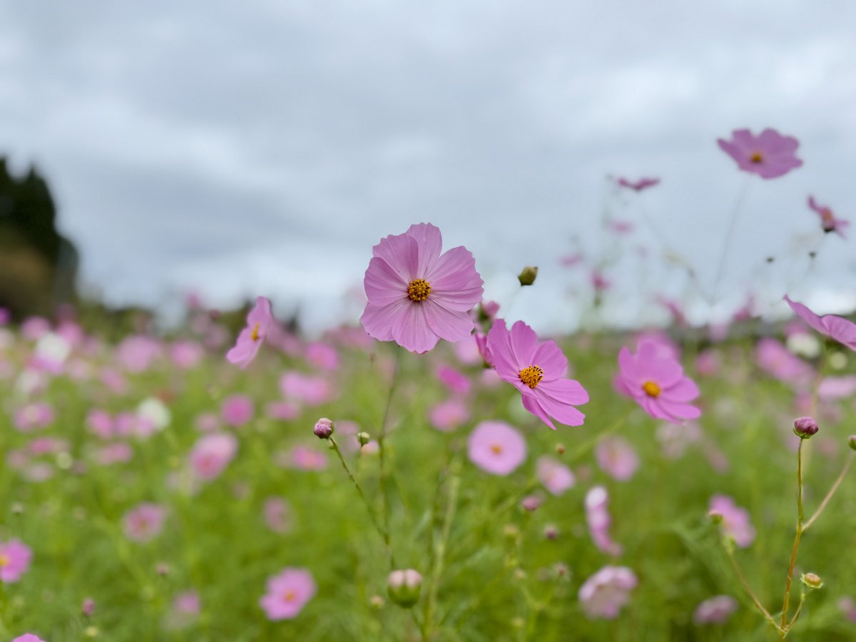 tonami_cosmos's tweet photo. おはようございます！
夢の平コスモス荘です🌈

コスモスの開花状況をお知らせします🌸

2026年10月5日(月) 9:00現在
天候:曇
気温：17.0℃
開花状況：3分咲き

今日は昨日に引き続き肌寒いので暖かい格好でいらしてください🔥
レストランも10:00～営業しています🍙お待ちしております🌸 https://t.co/nY4w6LUZbz