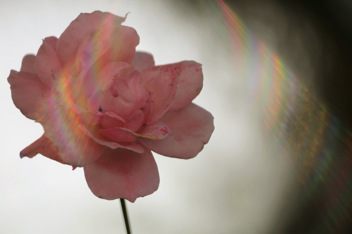 drystknights's tweet photo. The Light Has Come for You（.found）
A Study of Light

#夢と記憶の解像度
#DreamoryResolution
#写真
#photo
#Reflexlens https://t.co/jbRUpAxzRh