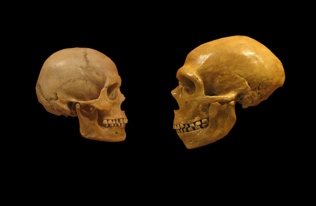 DeDunkingPast's tweet photo. Humans elongated skulls to accommodate the larger brain they gained when they interbred with Neanderthal. https://t.co/tuunH9qrZU